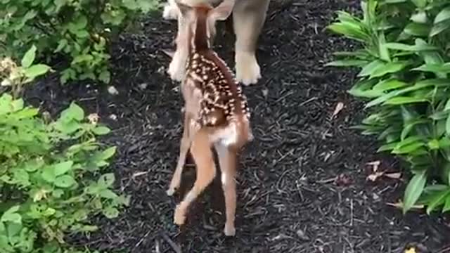 Funniest and cutest Labrador puppies