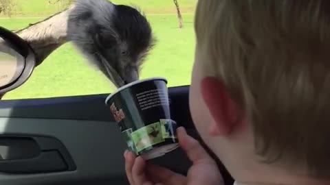 When life gives you an ostrich eating, 😂😂 