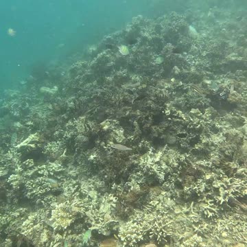 Snorkeling: Witnessing a Coral Reef Reborn