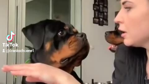 Rottweiler says sorry