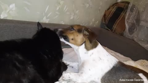 Cats & dogs fun 🤩😁#2023