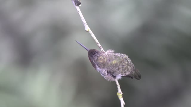 Male Anna's hummingbird