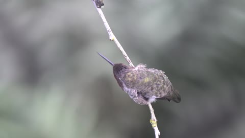 Male Anna's hummingbird