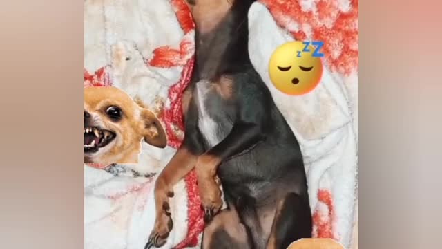 post pandemic dog