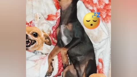 post pandemic dog