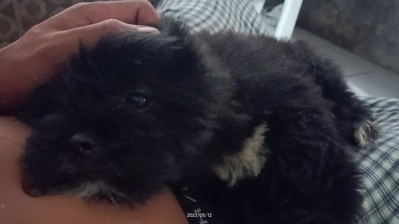 Cute dog