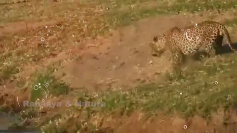 Leopard attack wild