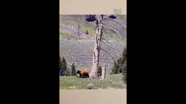 Funny Animals the bear runs away to the tree