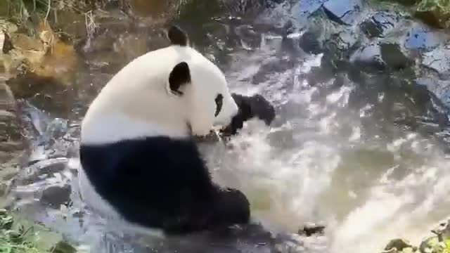 Panda bear bathing in a stream