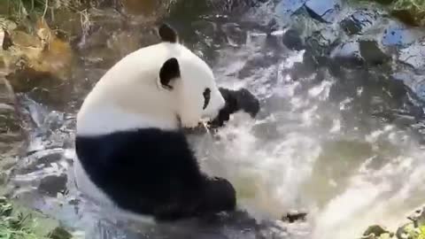 Panda bear bathing in a stream