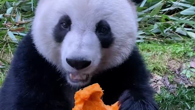 Panda eat Pumpkin