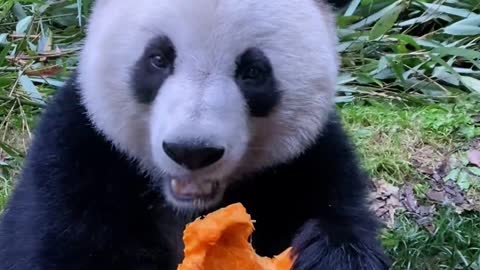 Panda eat Pumpkin