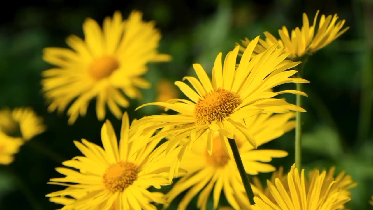 #austrian #leopard's #bane #flowerstagram #instagood π»πΈππ