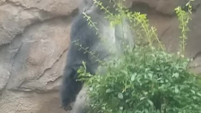 Is this gorilla sprinting or running?