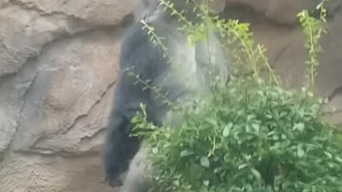 Is this gorilla sprinting or running?