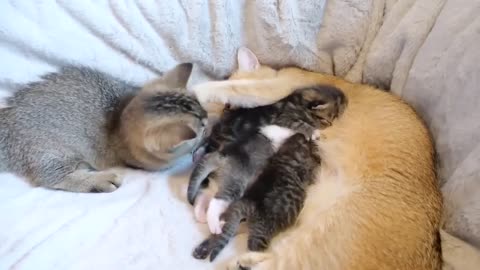 The baby cats that are loved by sister cats