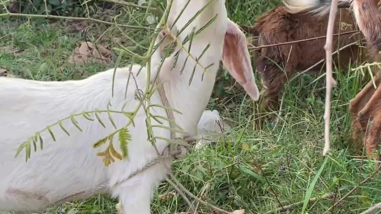 so cute goat and lovely baby goat Ep6