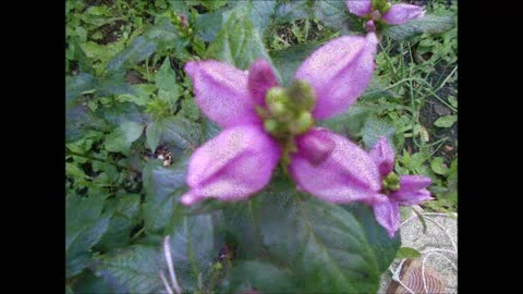 Rhythms of Nature Turtlehead Sept 2021