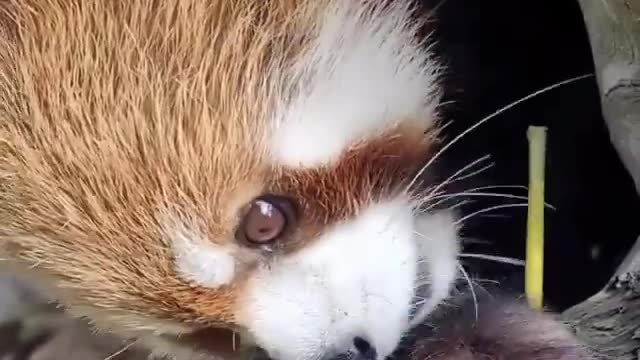 Cute panda :Feed me more