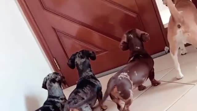 funny dogs