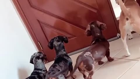 funny dogs