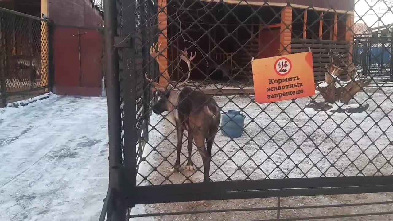 Russian reindeer wants to play