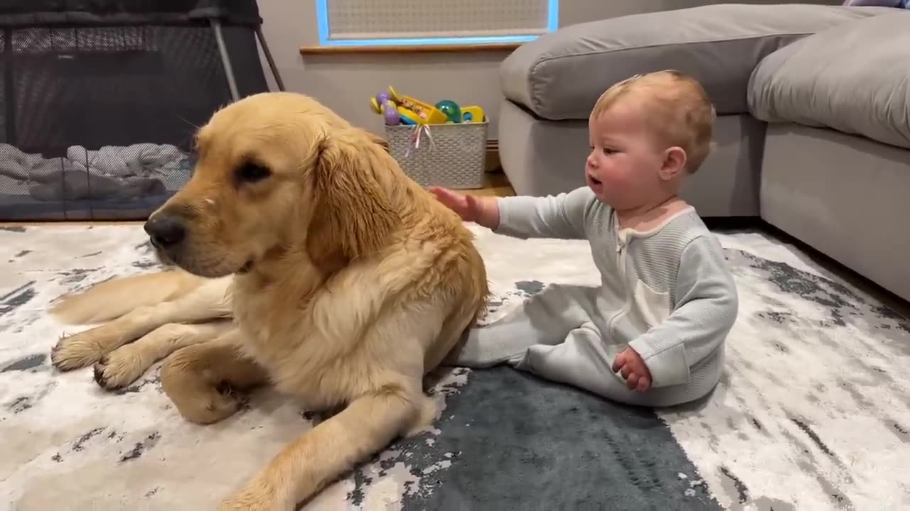 Х Golden Retriever Pup Makes Baby Cry But Says Sorry! (Cutest Ever!!)