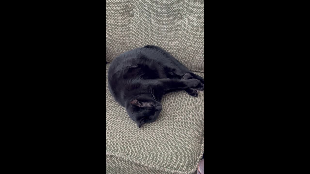 Adopting a Cat from a Shelter Vlog - Cute Precious Piper Can Sleep Like a Jackknife