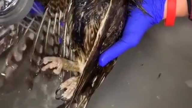 Owl Bathing