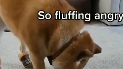 Funniest Cats And Dogs Video 110