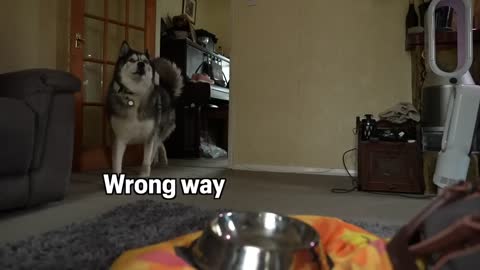 Impatient Husky Demands We Leave!