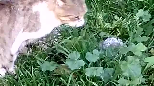 weirdest Siamese cat eating plant