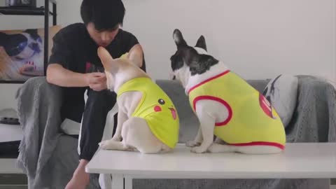 Funniest Animals - Best Of The 2022 Funny Animal Videos