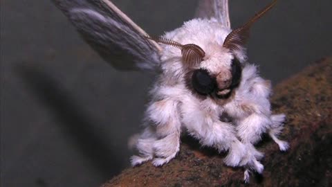 cute moths to cure your sadness