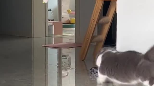 Cats Funny short clips 😻❤️