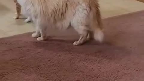 Cute Cat Fight