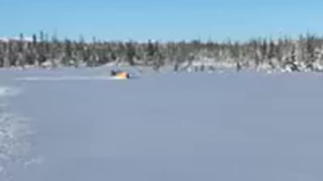 Alaskan Tundra Porpoise