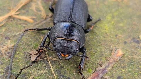 A close-up of a barred frog / beautiful black insect on the forest floor / beautiful beetle.