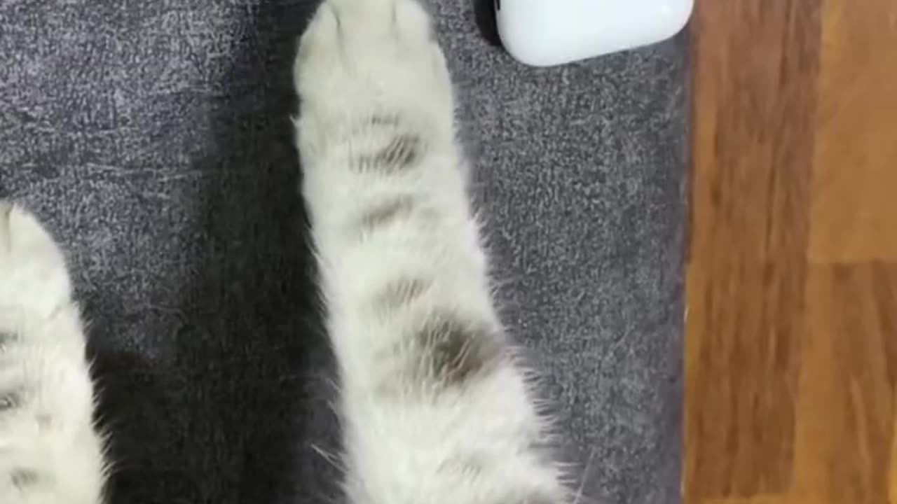 Funny And Cute Aminals Shorts #172