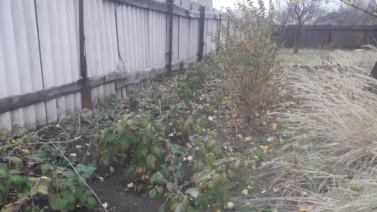 On November 4th the raspberries will ripen