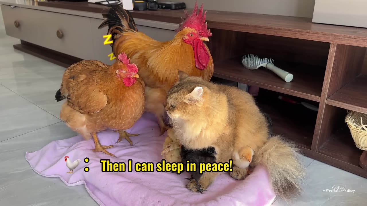 so funny and cute!Kittens take chickens home from the outdoors to sleep. Fun_Full-HD_60fps