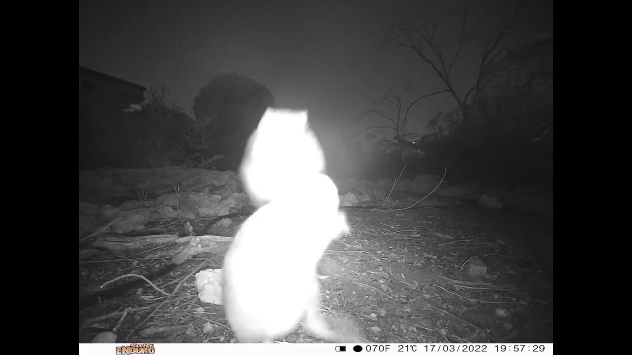 27_#CaughtOnCamera A Bettong Brawl