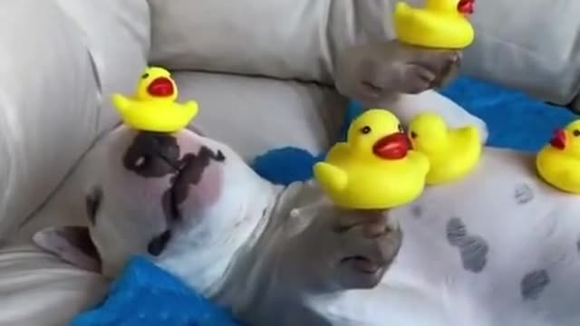 Ducktherapy#dogs#pet