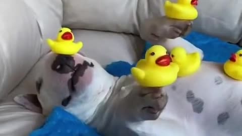 Ducktherapy#dogs#pet