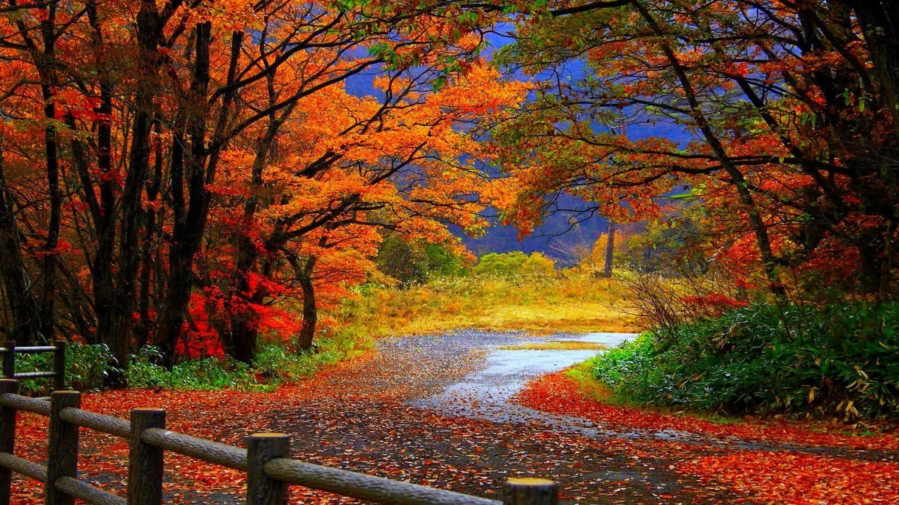 Autumn in October Sounds (Wind,Leaf Falling) (1 HOUR)
