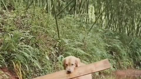 Dog building a bridge for kittens #shorts #shortsvideo #viral #video