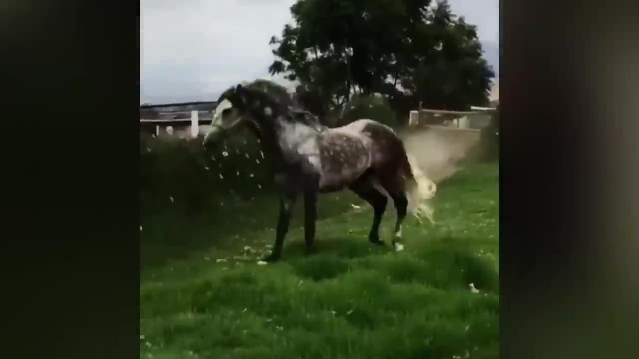 Best funny and cute Horse Videos Compilation Made your day with