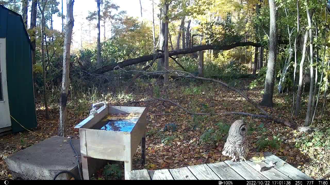 Barred Owl Stops By!