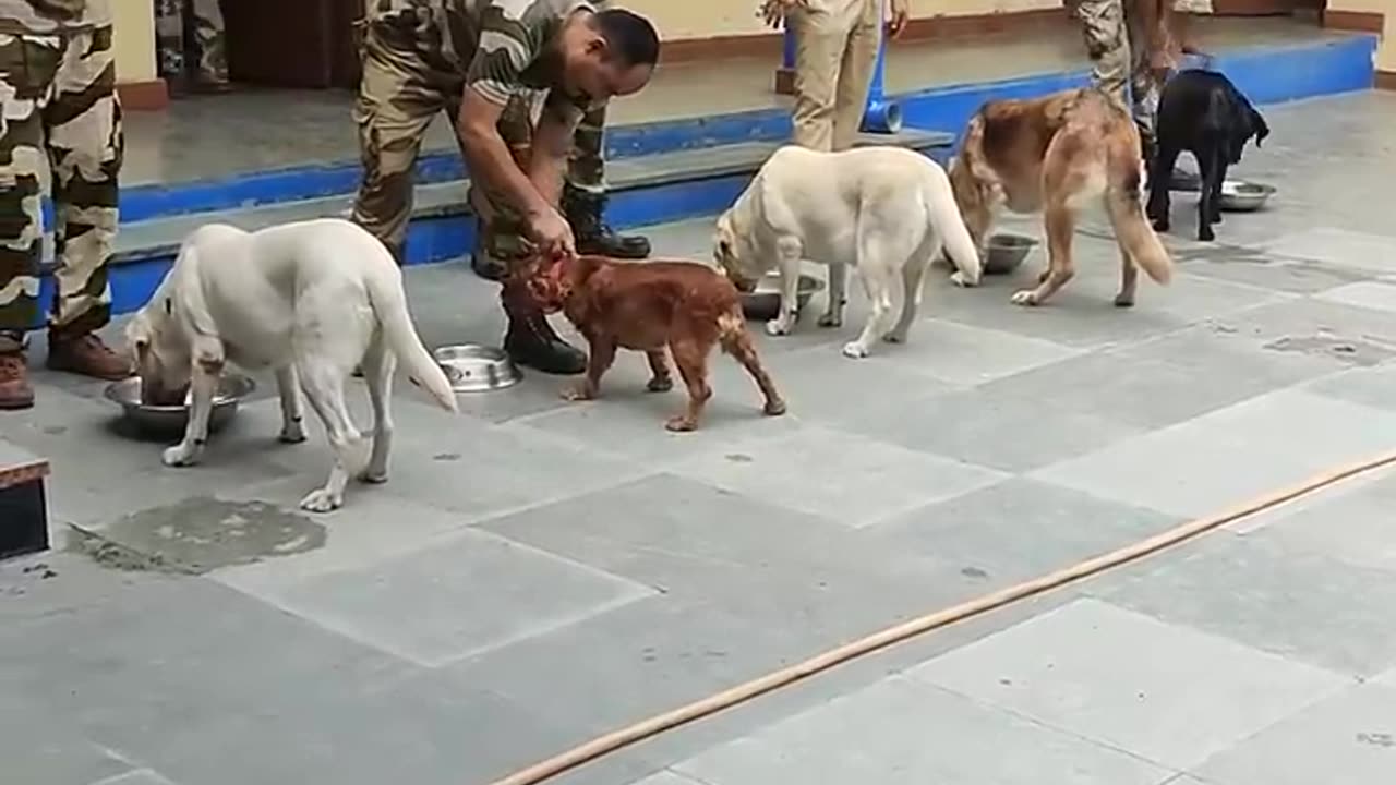 CISF DOG squad feeding routine