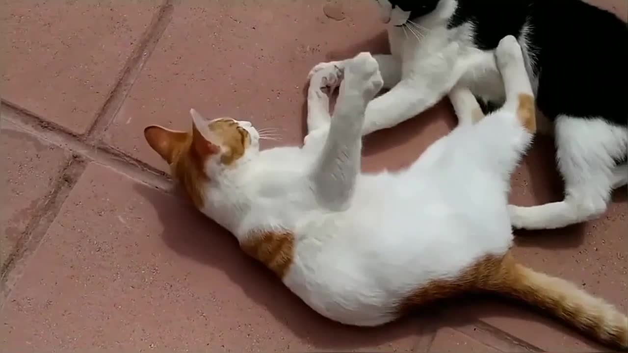 EPIC Cat Fight Compilation!